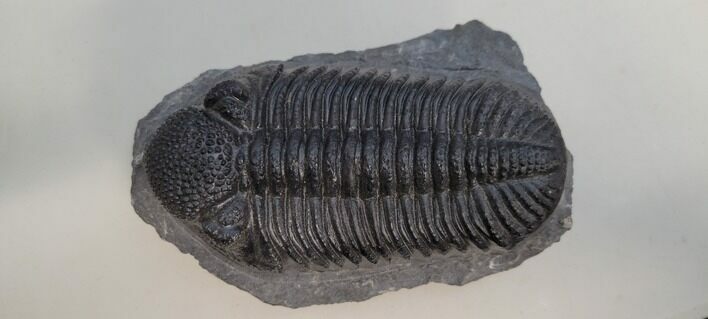 Perfectly Prone Drotops Trilobite - Beautiful Specimen #204404